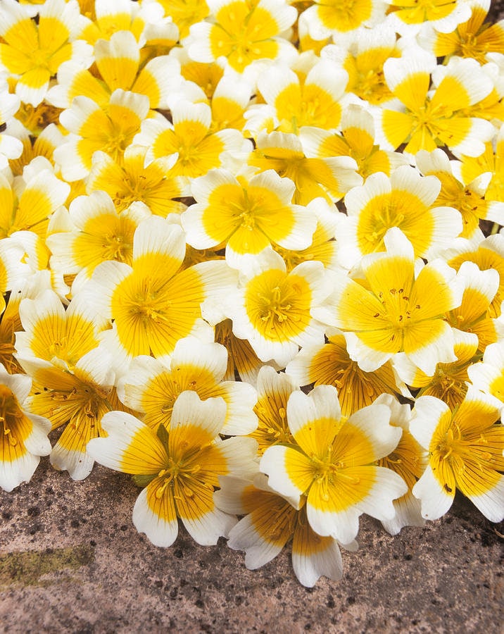 Poached Egg Plant Flower Seeds, US Native, Limnanthes Douglasii LM0150