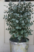 Organic Dwarf Baby Blue Eucalyptus seeds, Indoor House Plant, Eucalyptus Pulverulenta EU0110