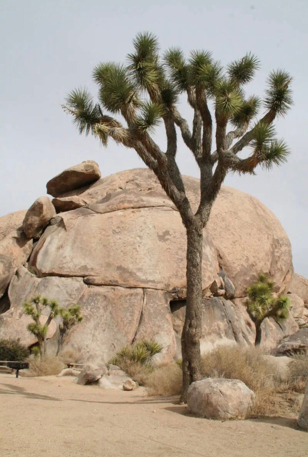Joshua Tree Seeds, US Native, Mojave Desert, Yucca Brevifolia YU0210