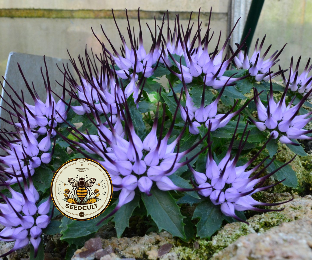 Devil's Claw Seeds, Horned Rampion, Rare Physoplexis Comosa, Small Rock Garden Plants, PY4010