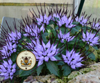 Devil's Claw Seeds, Horned Rampion, Rare Physoplexis Comosa, Small Rock Garden Plants, PY4010