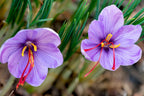 Saffron Crocus Bulbs, Crocus Sativus, 1CR0110
