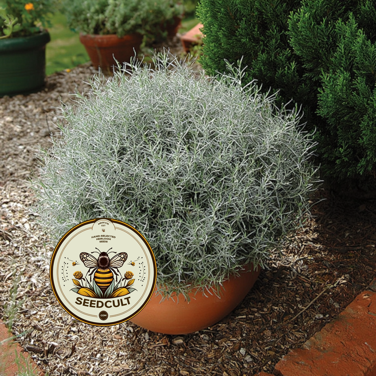 Immortelle, Italian Everlasting, Curry Plant, Silver Foliage, Herb, HL4020