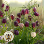 Snake's Head Fritillary, Fritillaria Meleagris
