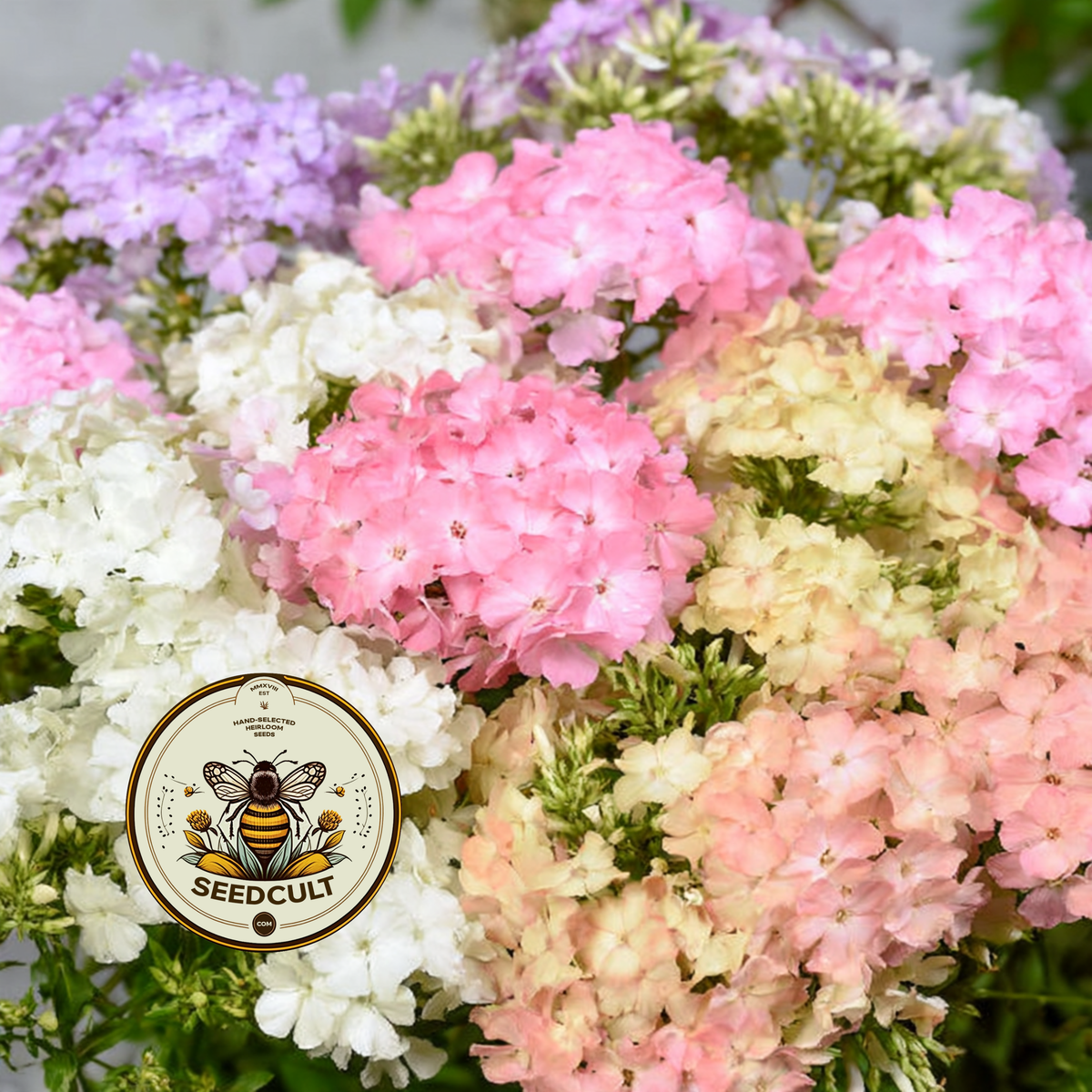 Pastel Mix Phlox Seeds, Rainbow Pastels, Native Annual Seeds, PH561C