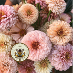 Pastel Mix Zinnia Seeds, Peach, Light Pink, Lilac, Mauve and Cream, ZE5425