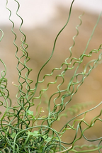 Corkscrew Rush SEEDS, Twister Plant, House Plants, Pond, Bog, Water Garden, Juncus Effusus Spiralis 'Twister' JU0125