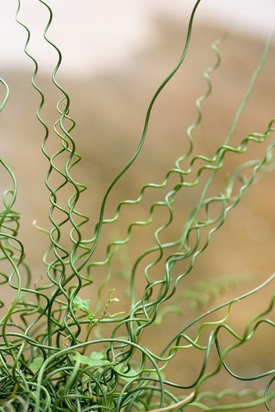 Corkscrew Rush SEEDS, Twister Plant, House Plants, Pond, Bog, Water Garden, Juncus Effusus Spiralis 'Twister' JU0125