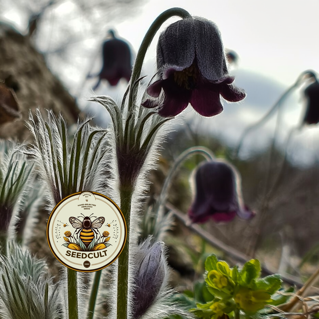 Black Pasque Flower Seeds, Black Anemone, Pulsatilla Pratensis Nigricans, PU2110
