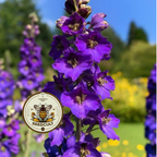 Violetta Mullein Seeds, Verbascum Phoenicium, VE0450