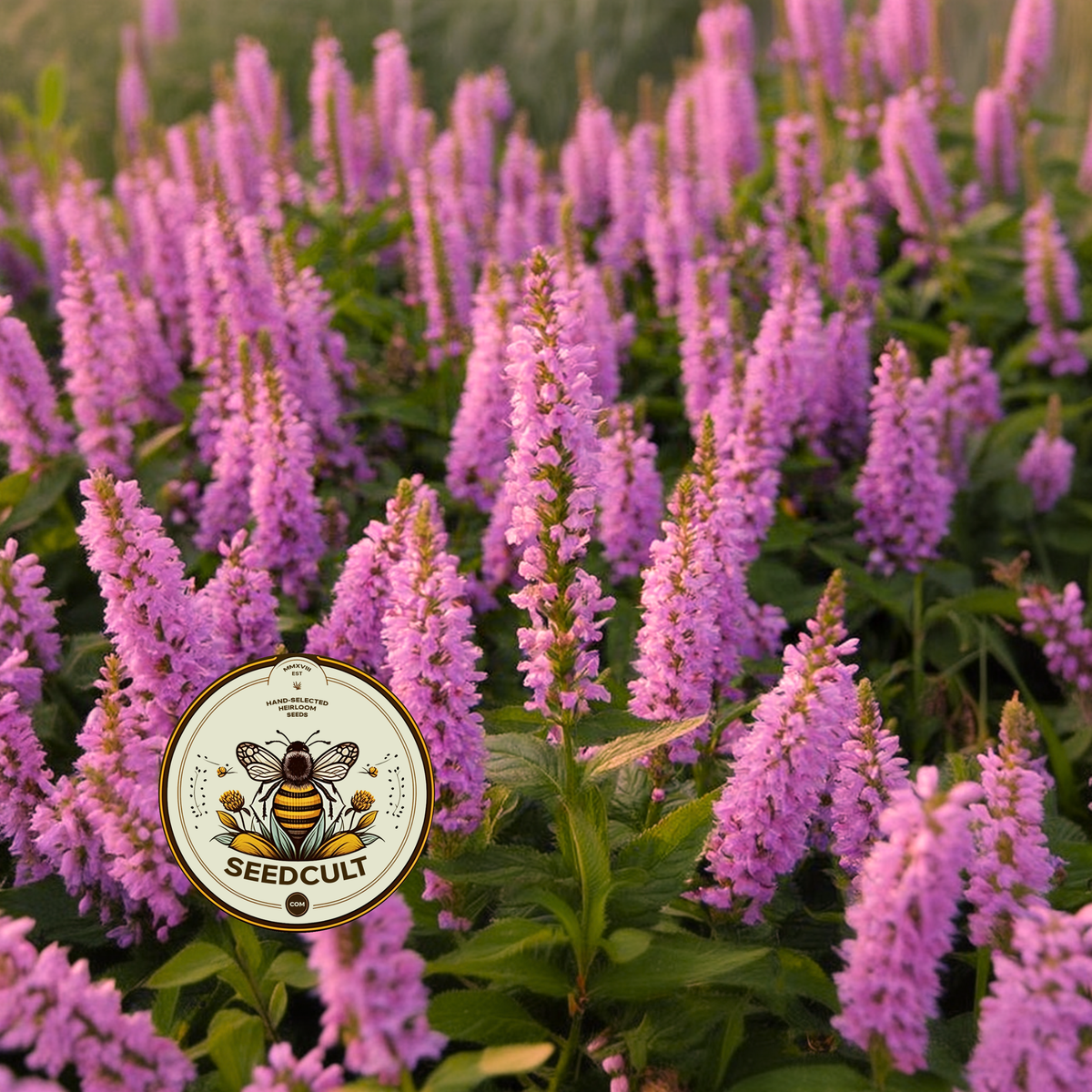 Pink Catmint in bloom