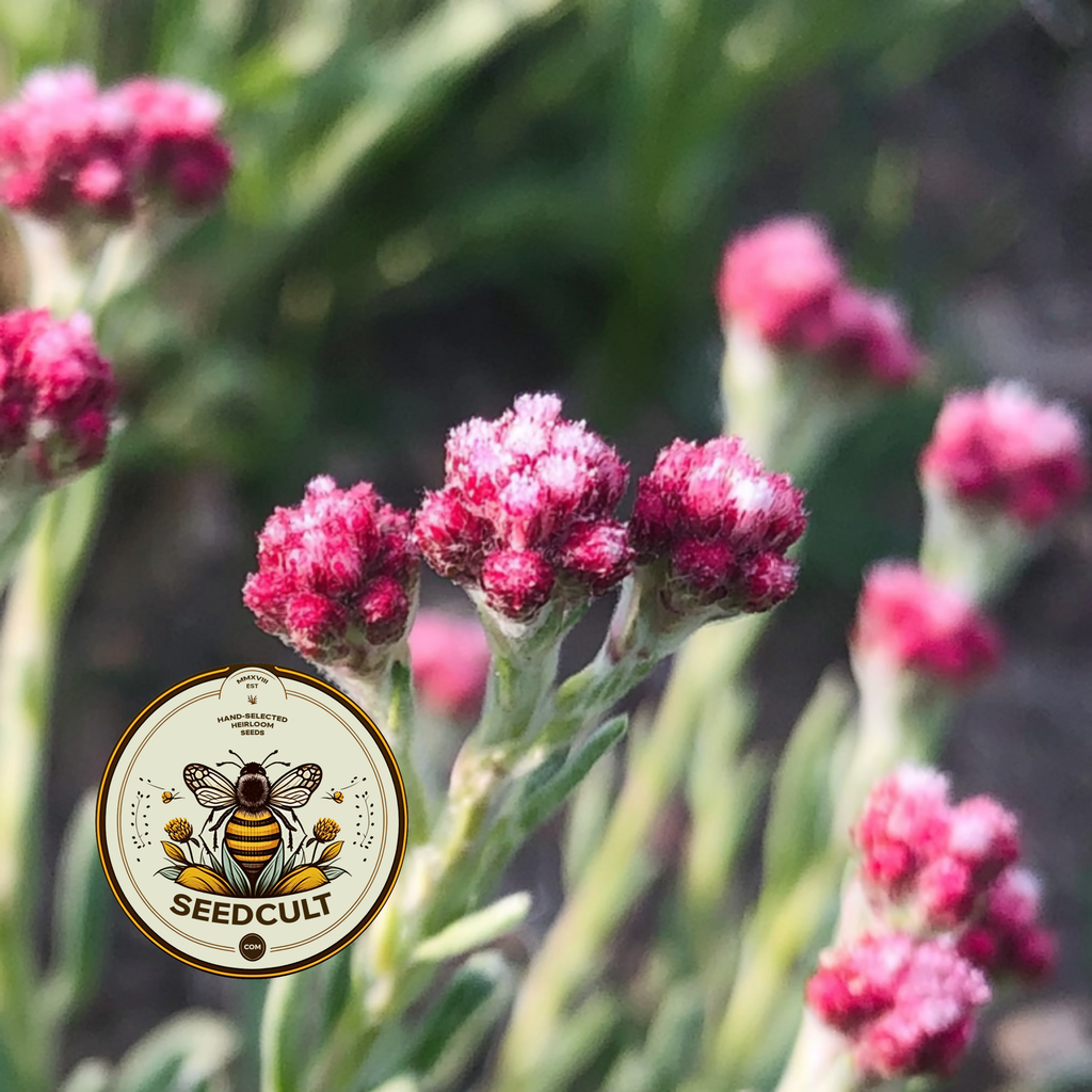 Red Pussytoes Seeds, Groundcover, Antennaria Dioica Rubra, Mountain Everlasting, Perennial AT3020