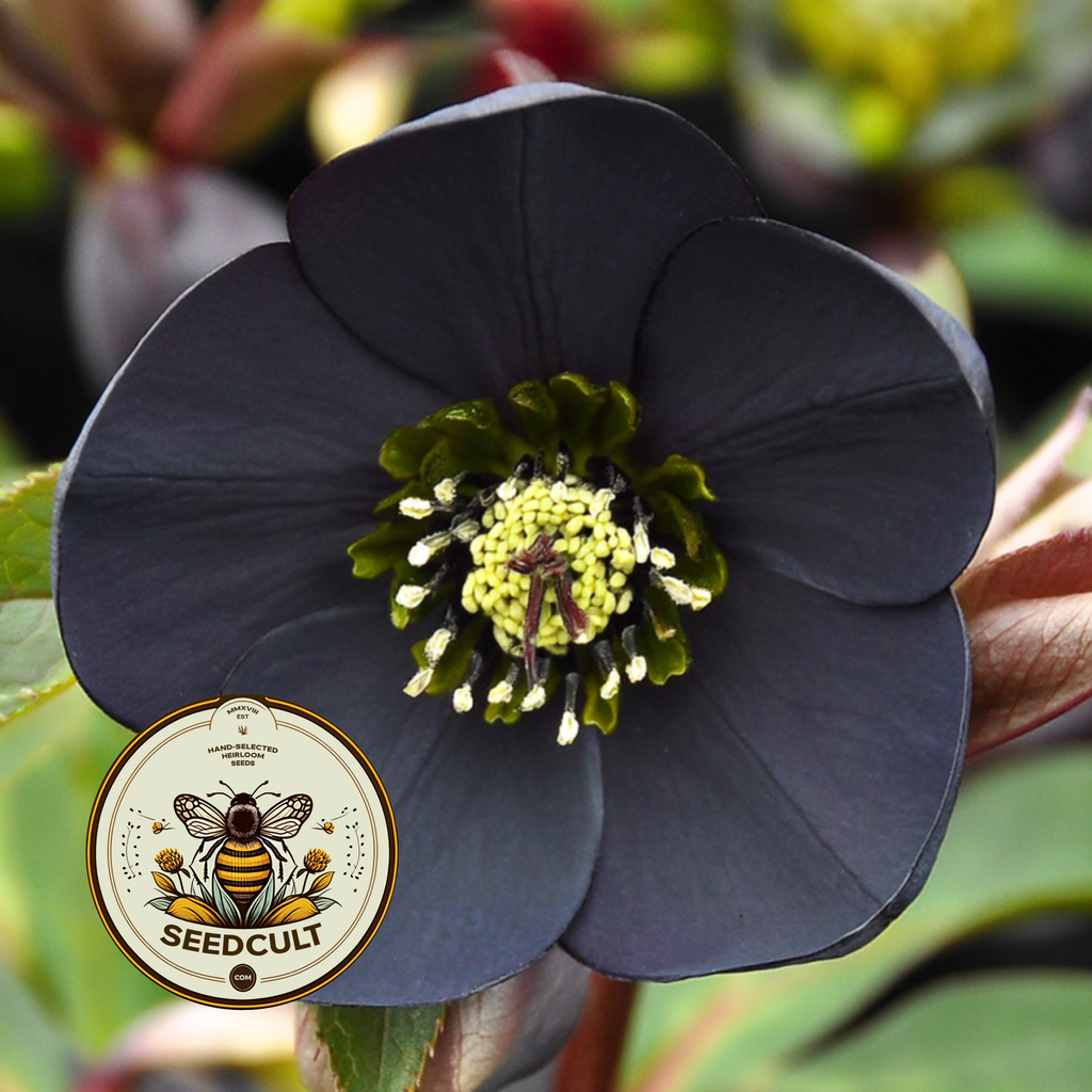 Black Beauty Hellebore Seeds, Helleborus Orientalis, Gothic Garden, HL7010