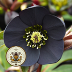 Black Beauty Hellebore Seeds, Helleborus Orientalis, Gothic Garden, HL7010
