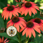 Mellow Scarlets Echinacea Seeds, Orange/Red/Watermelon colored Cone Flowers, EC1305
