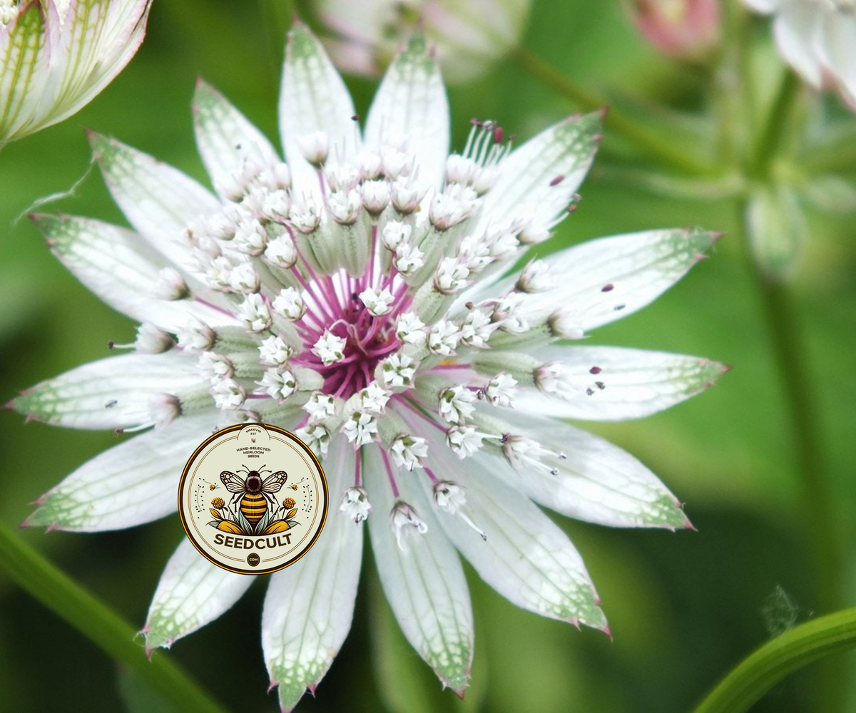 Astrantia Major Seeds, Masterwort, Hattie's Pincushion, White and Pink, AS0120