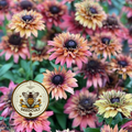 Caramel Mix Rudbeckia Seeds, Copper, Raspberry, Autumn Tones, Rudbeckia Hirta, RU1225