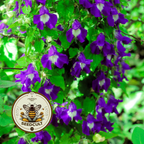 Climbing Snapdragon Vine Seeds, Joan Loraine Asarina Scandens, Purple Trellis Vine