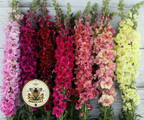 Rainbow Mix Madame Butterfly Snapdragon Seeds, Double Flowering, Antirrhinum Majus, AN7725