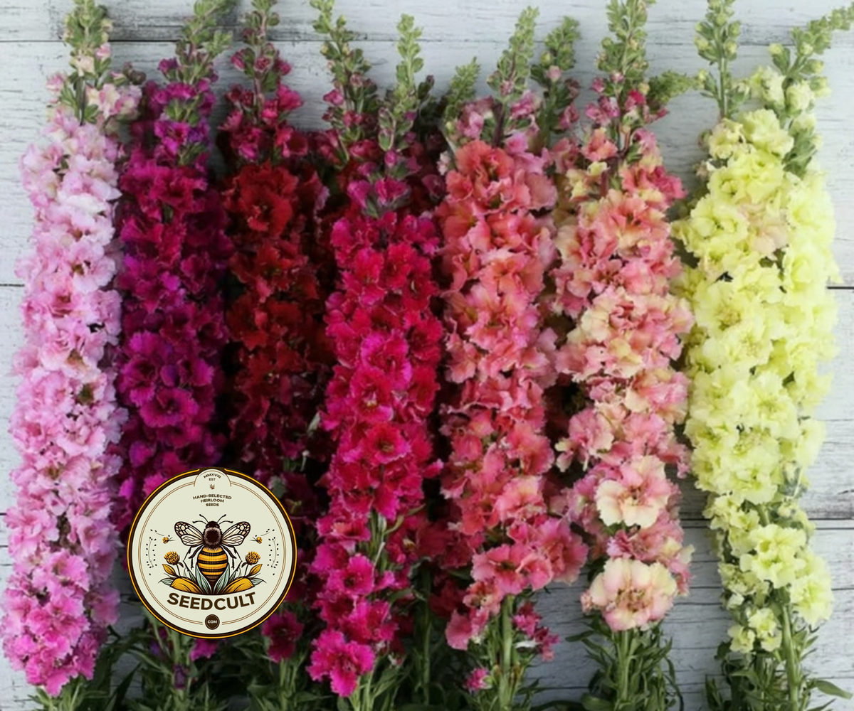 Rainbow Mix Madame Butterfly Snapdragon Seeds, Double Flowering, Antirrhinum Majus, AN7725