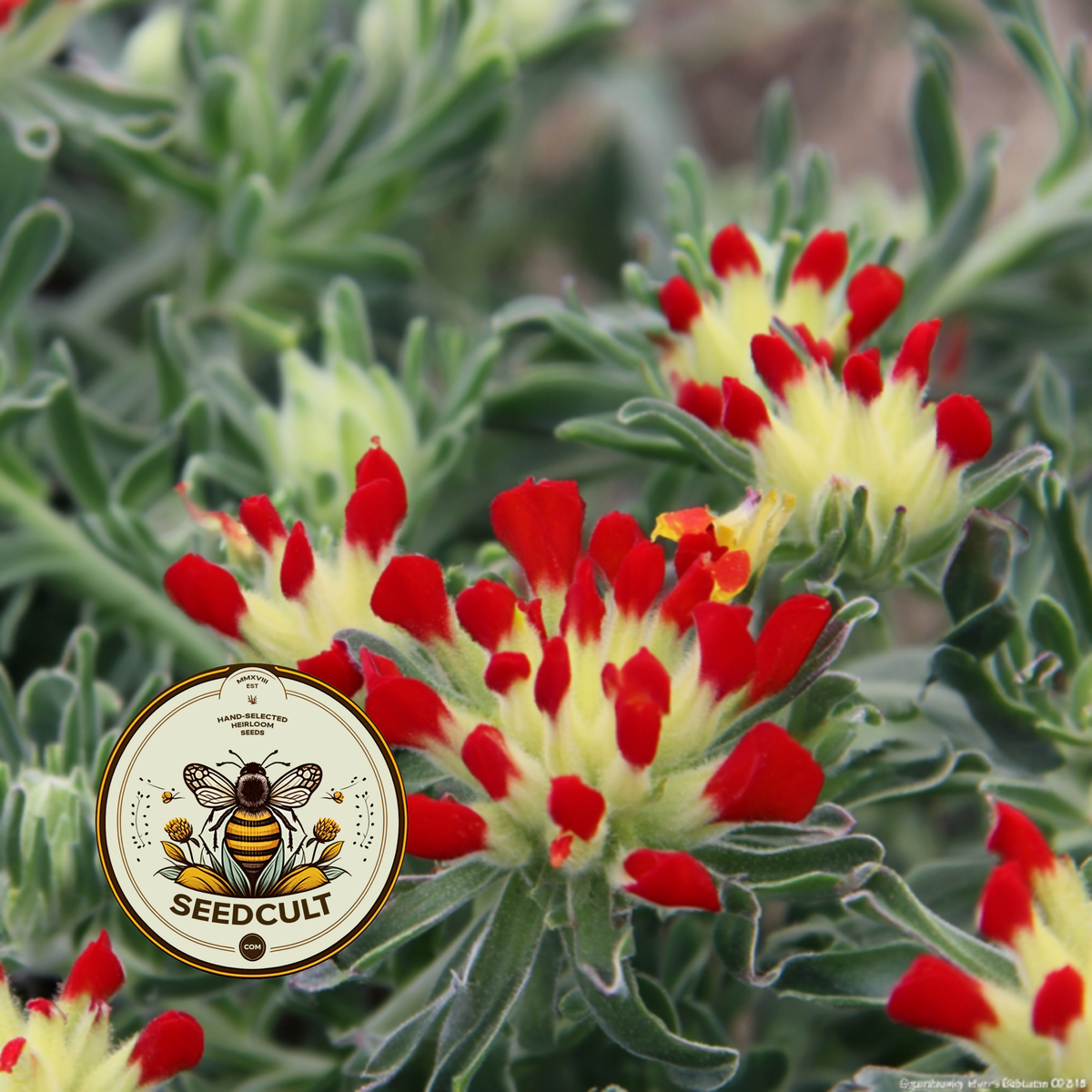 Lady's Fingers, Red Carpet Ground Cover, Xeriscape, Kidney Vetch, Anthyllis Vulneraria Coccinea, AT5025