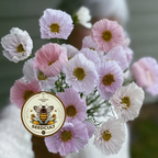 Cupcake Cosmos Seeds Mix, Blush Pink and White, Cups and Saucers, Double Pom Pom Blooms, Cottage Garden Annual, All Zones, CO0225