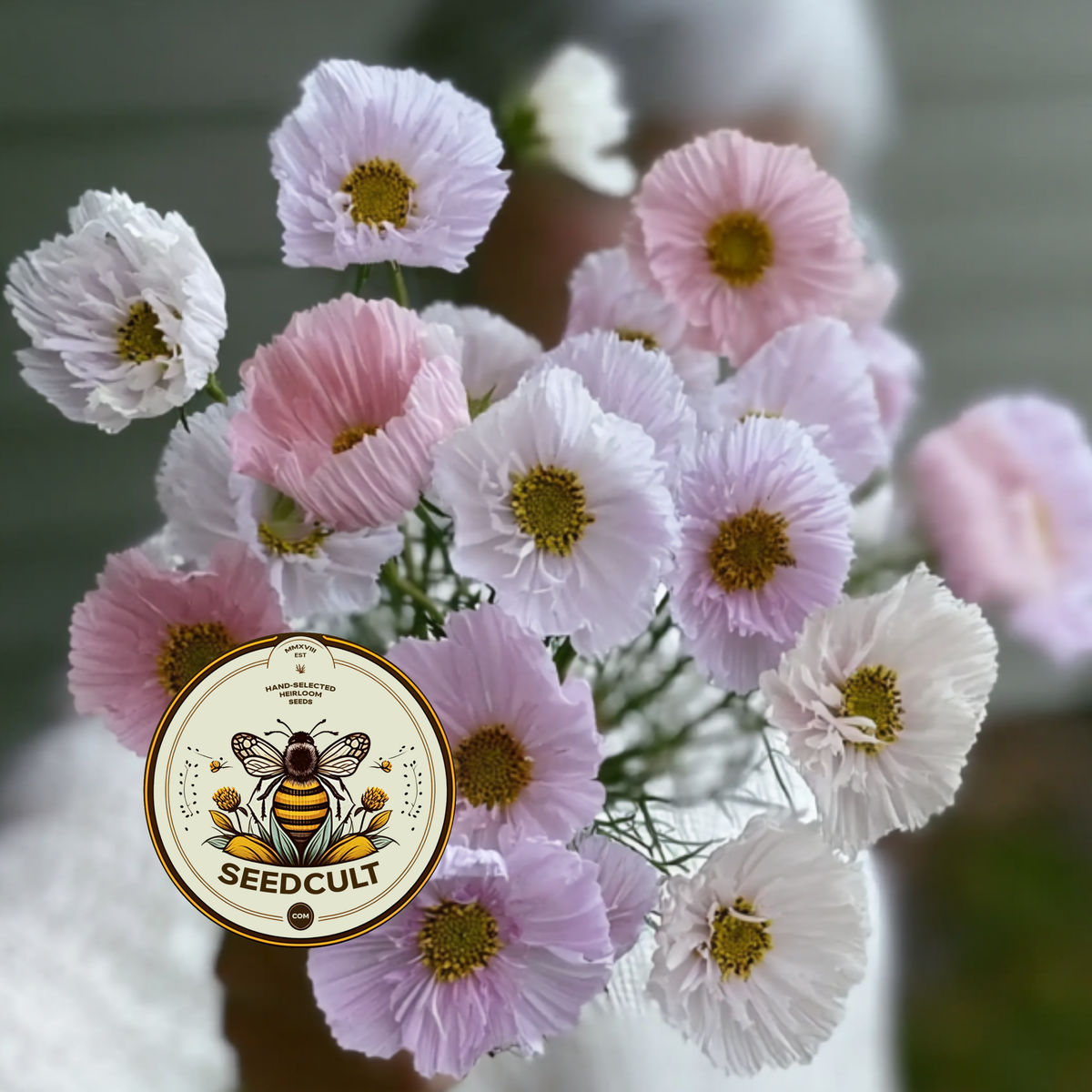 Cupcake Cosmos Seeds Mix, Blush Pink and White, Cups and Saucers, Double Pom Pom Blooms, Cottage Garden Annual, All Zones, CO0225
