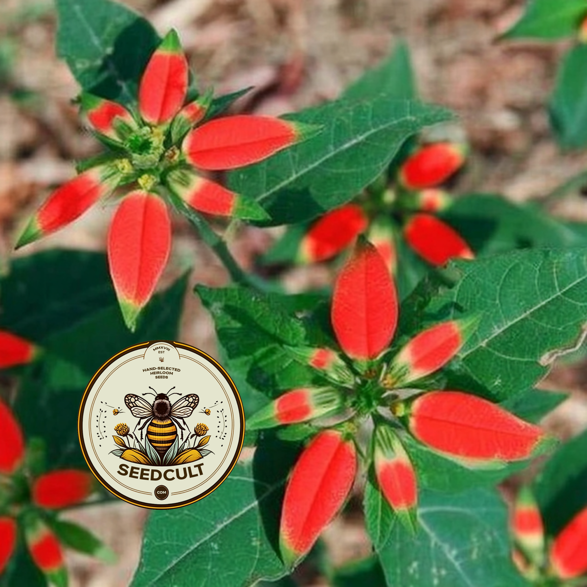 Fire On The Mountain Seeds, Wild Poinsettia, Florida Native, Florida Poinsettia, Painted Leaf, EU3015