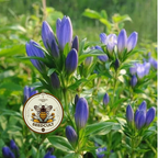 Bottle Gentian Seeds, Native Blue Wildflowers, Cold Climate, Gentiana Andrewsii, GN011C