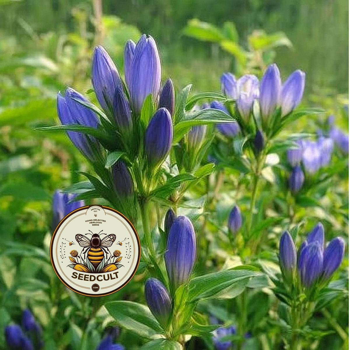 Bottle Gentian Seeds, Native Blue Wildflowers, Cold Climate, Gentiana Andrewsii, GN011C