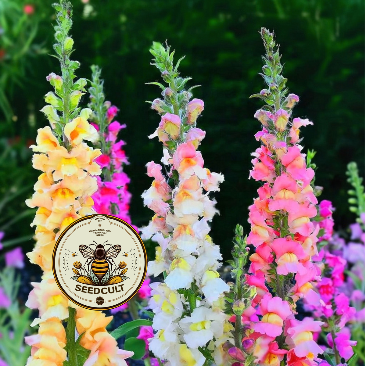 Tetra Snapdragon Seeds, Color Mix, AN781C