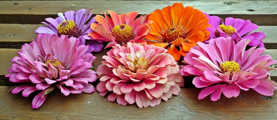 California Giant Zinnia Seeds, Rainbow Color Mix, Zinnia Elegans ZE021C