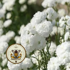 Marshmallow Yarrow Seeds, Achillea Ptarmica, Soft Fluffy Blooms, AC0425P