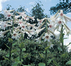 Giant Himalayan Lily Seeds, Largest known Lily species, Cardiocrinum Giganteum CI9020