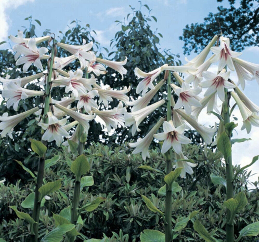 Giant Himalayan Lily Seeds, Largest known Lily species, Cardiocrinum Giganteum CI9020