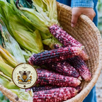 Ultra Violet Corn Seeds, Sweet Corn, For Eating, Corn Flour or Decoration, ZM0925