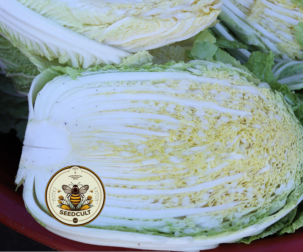 Chinese Cabbage Seeds, Masushimi Green Chinese Cabbage, Brassica Rapa Pekinensis, BR171C