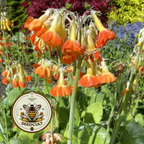 Orange Tibetan Cowslip Seeds, Primula Florindae, Fragrant Orange Perennial for Bogs & Streamsides, Giant Cowslip, PM3710