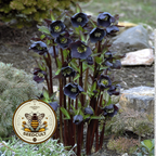 Black Beauty Hellebore Seeds, Helleborus Orientalis, Gothic Garden, HL7010