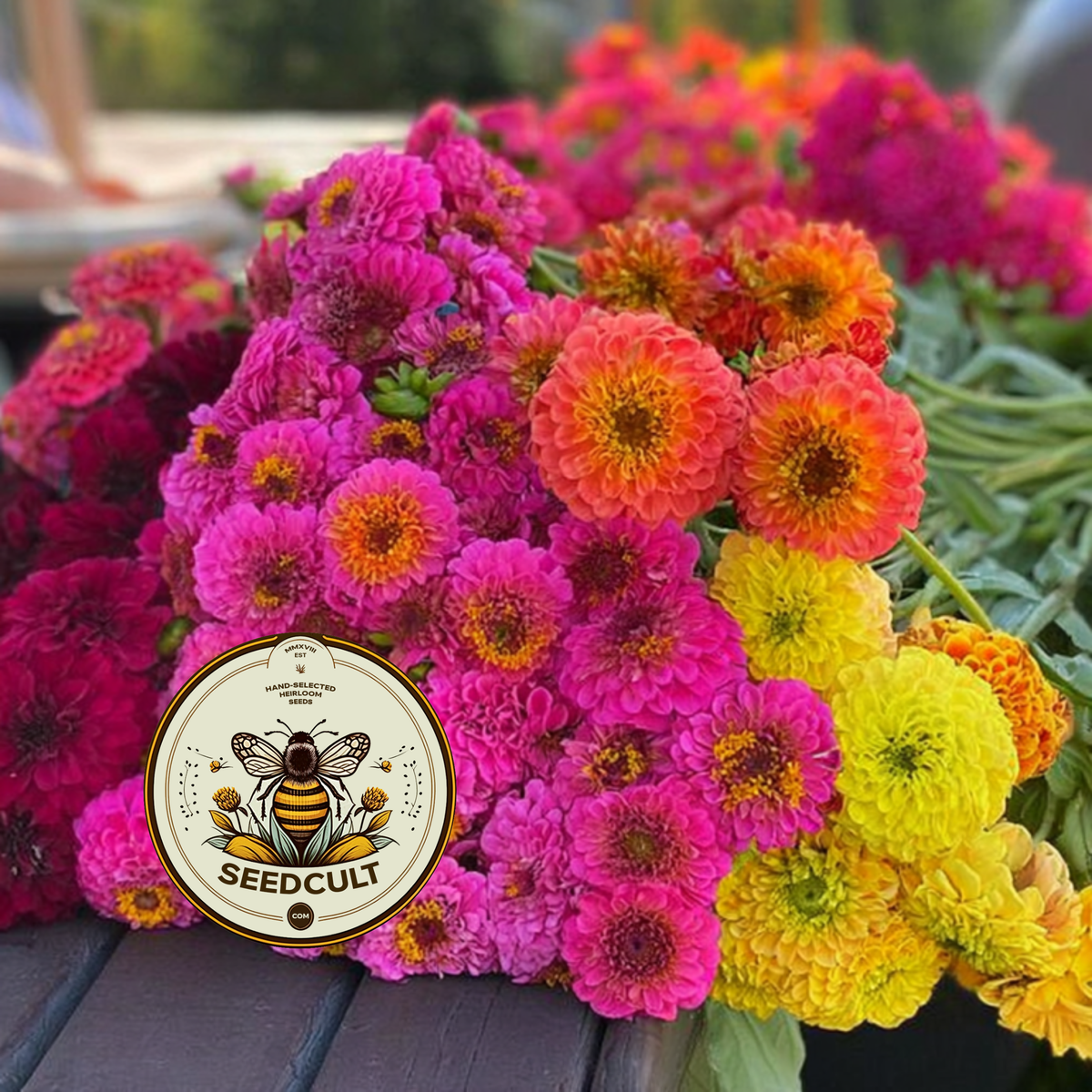GLOWSTICK Zinnia Seeds, SeedCult Exclusive, Fluorescent Neon Colors, ZE5325