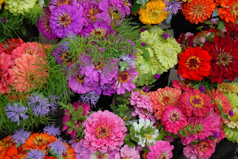 California Giant Zinnia Seeds, Rainbow Color Mix, Zinnia Elegans ZE021C