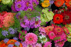 California Giant Zinnia Seeds, Rainbow Color Mix, Zinnia Elegans ZE021C