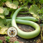 Snake Gourd Seeds, Cucuzzi, Gagootz, Edible Gourd, Italian Delicacy, Lagenaria Siceraria, LS0210
