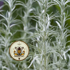 Immortelle, Italian Everlasting, Curry Plant, Silver Foliage, Herb, HL4020