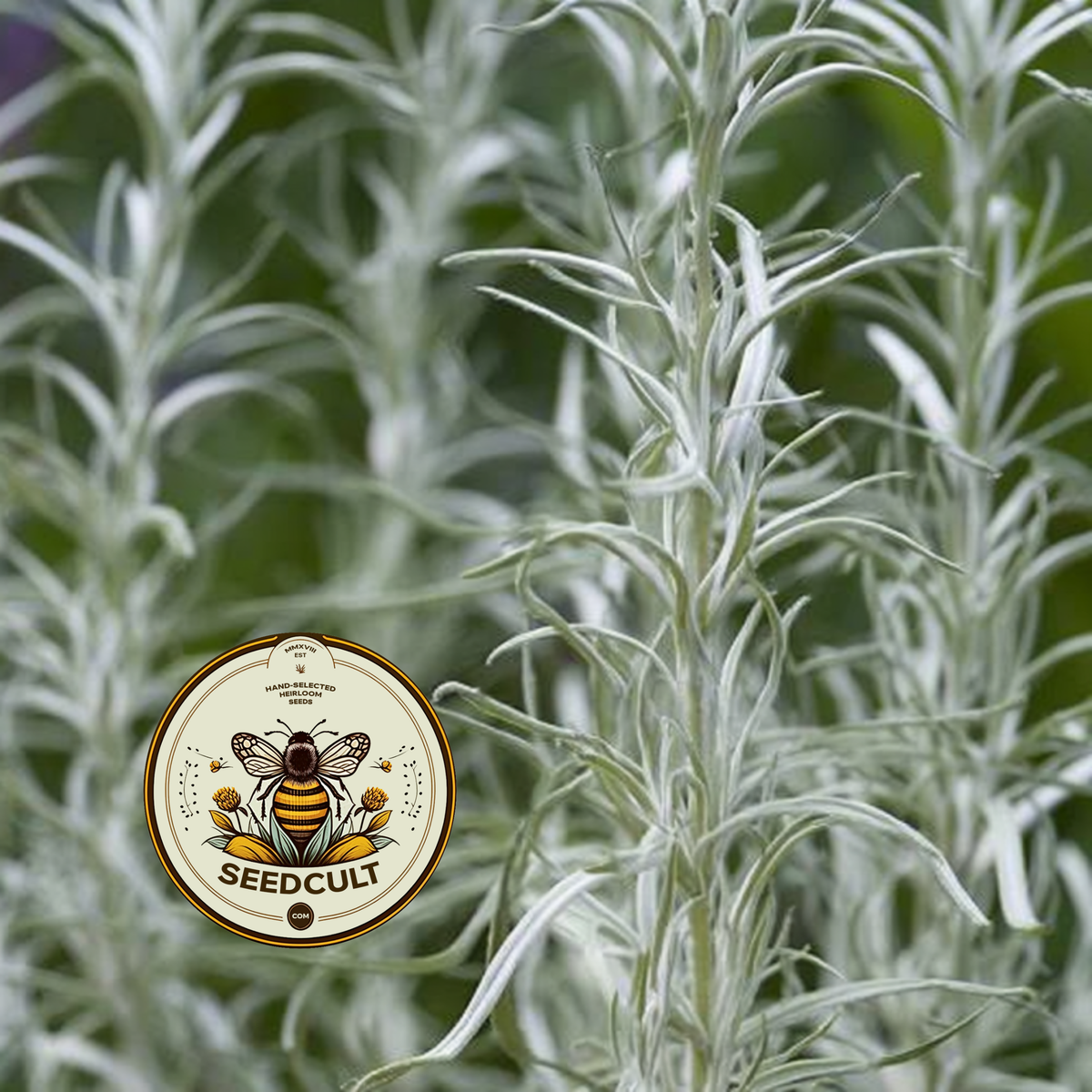 Immortelle, Italian Everlasting, Curry Plant, Silver Foliage, Herb, HL4020