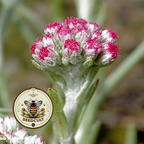 Red Pussytoes Seeds, Groundcover, Antennaria Dioica Rubra, Mountain Everlasting, Perennial AT3020