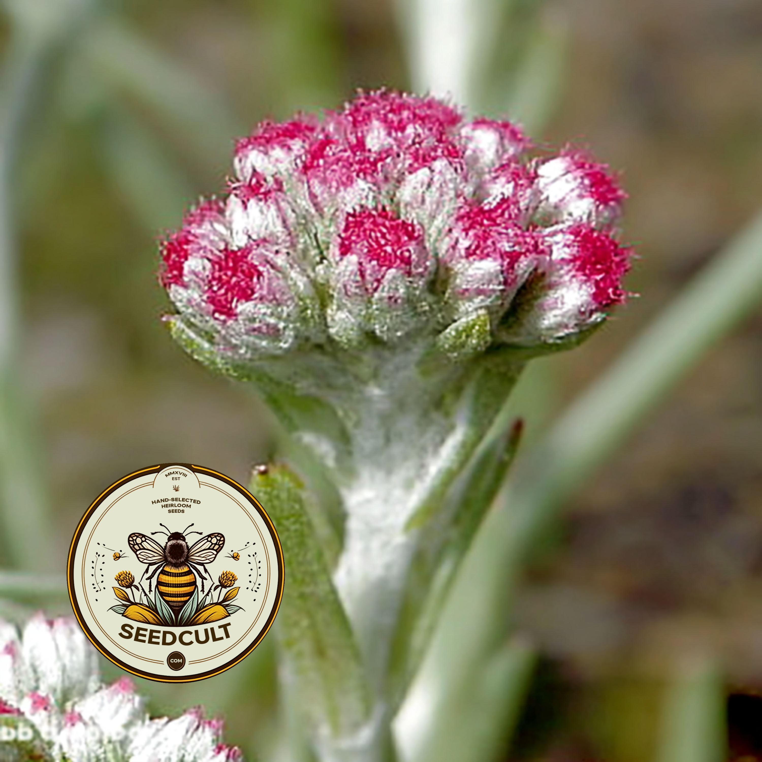 Red Pussytoes Seeds, Groundcover, Antennaria Dioica Rubra, Mountain Everlasting, Perennial AT3020