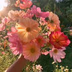 Electric Lemonade Cosmos Seeds, Rubenza x Apricot Lemonade, Peach, Orange, Red, Hot Pink, Yellow, CO2525