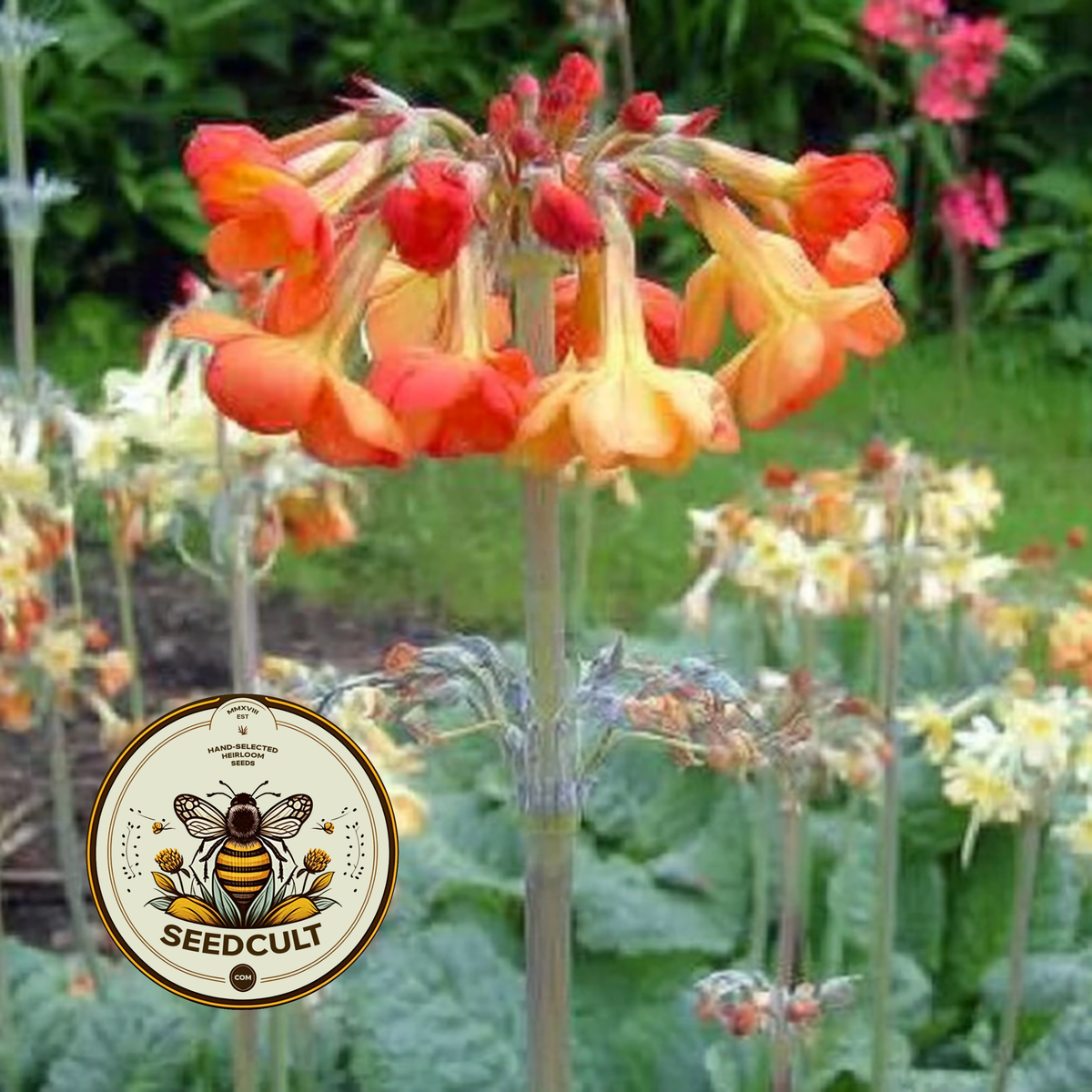 Orange Tibetan Cowslip Seeds, Primula Florindae, Fragrant Orange Perennial for Bogs & Streamsides, Giant Cowslip, PM3710