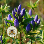 Bottle Gentian Seeds, Native Blue Wildflowers, Cold Climate, Gentiana Andrewsii, GN011C